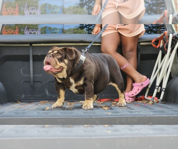 Medium Photo #3 English Bulldog Puppy For Sale in CONYERS, GA, USA