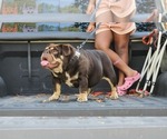 Small #2 English Bulldog