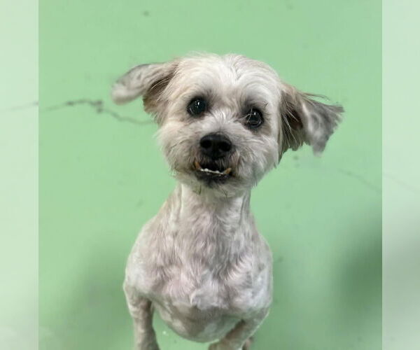 Medium Photo #2 Shih Apso Puppy For Sale in phoenix, AZ, USA