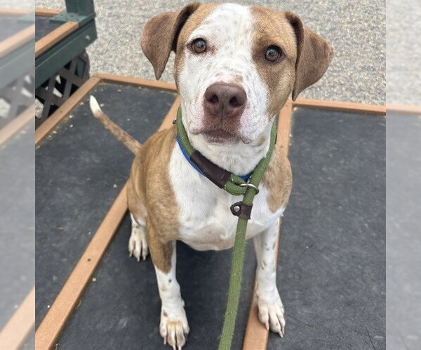 Medium Photo #3 American Pit Bull Terrier-Unknown Mix Puppy For Sale in Palmetto, FL, USA