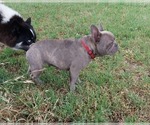 Small #5 French Bulldog