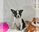 Image preview for Ad Listing. Nickname: Reni Boston