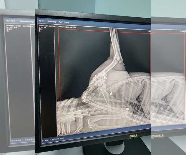 Medium Photo #47 Black Mouth Cur-Unknown Mix Puppy For Sale in Sebec, ME, USA