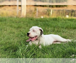Dogo Argentino Puppy for sale in COEUR D ALENE, ID, USA