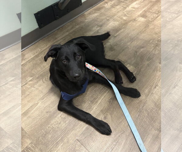 Medium Photo #3 Labrador Retriever-Unknown Mix Puppy For Sale in Wheaton, IL, USA