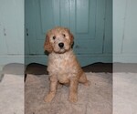 Small Photo #6 Goldendoodle Puppy For Sale in RITTMAN, OH, USA