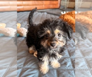 Mutt Dogs for adoption in Sandy, UT, USA