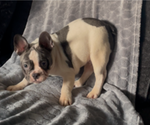 Small #4 French Bulldog