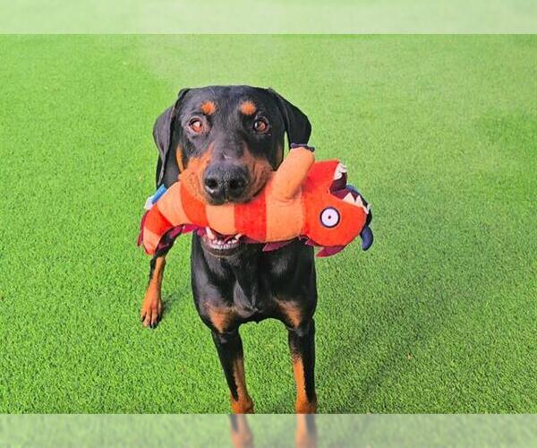 Medium Photo #2 Doberman Pinscher Puppy For Sale in Camarillo, CA, USA
