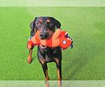 Small #1 Doberman Pinscher