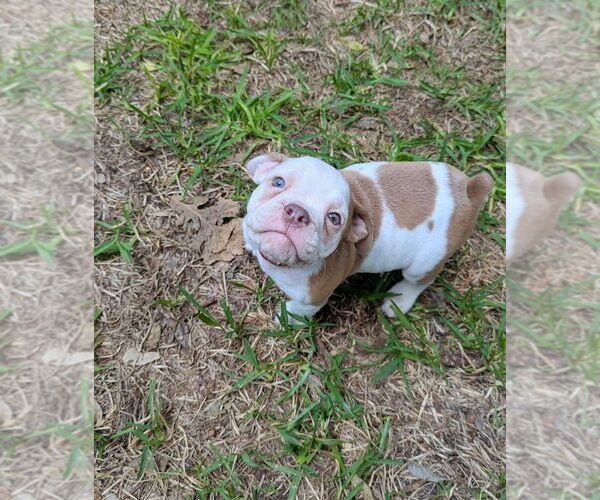 Medium Photo #5 Olde English Bulldogge Puppy For Sale in AUSTIN, TX, USA