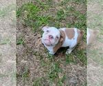 Small #4 Olde English Bulldogge