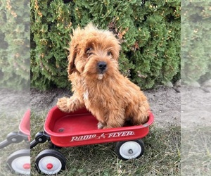 Cockapoo Puppy for sale in MIDDLEBURY, IN, USA