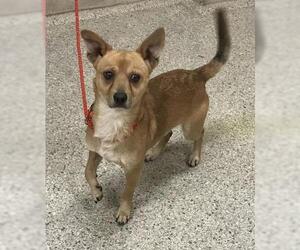 Rat Terrier Dogs for adoption in Conroe, TX, USA