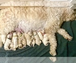 Small Photo #10 Goldendoodle Puppy For Sale in BATON ROUGE, LA, USA