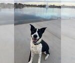 Small Pointer Mix