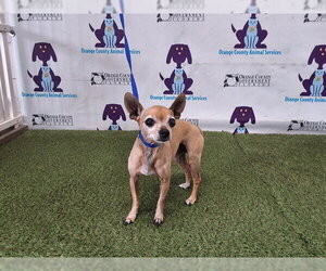 Rat-Cha Dogs for adoption in Orlando, FL, USA