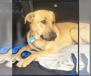 Golden Retriever-Unknown Mix Dogs for adoption in Mt. Laurel, NJ, USA