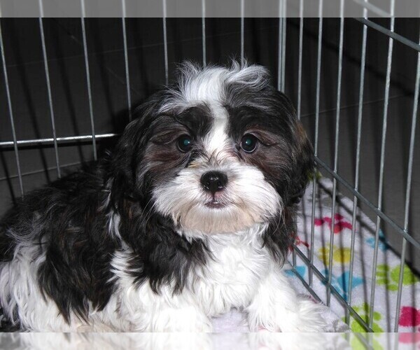 Medium Photo #11 Mal-Shi Puppy For Sale in ORO VALLEY, AZ, USA