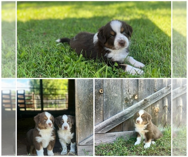 Medium Photo #1 Australian Shepherd Puppy For Sale in PELKIE, MI, USA