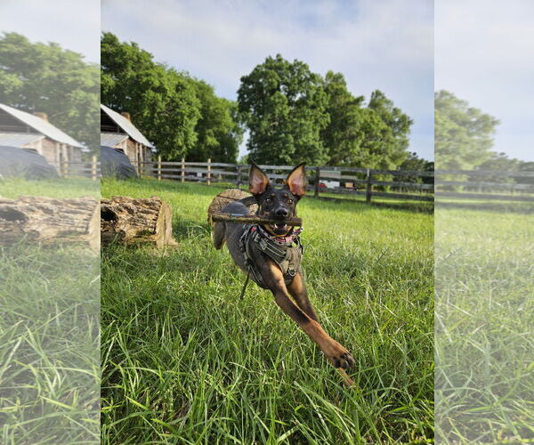 Medium Photo #8 Doberman Pinscher-German Shepherd Dog Mix Puppy For Sale in Roxboro, NC, USA