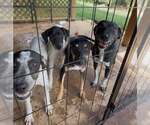 Small Photo #5 Labrador Retriever-Mountain Cur Mix Puppy For Sale in Crystal, MN, USA