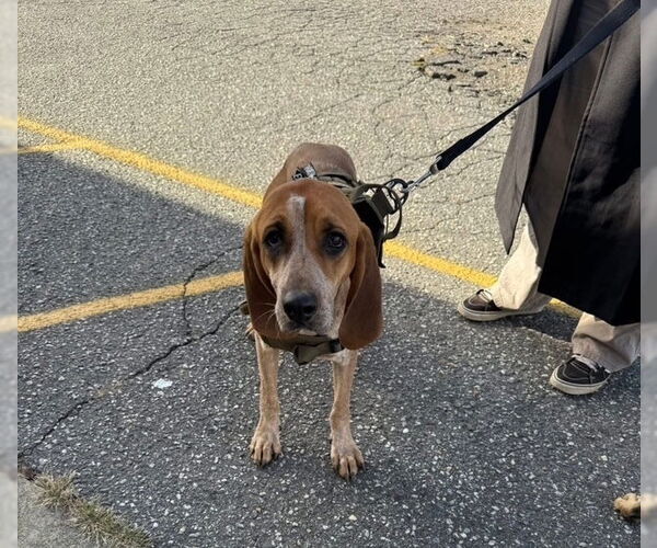 Medium Photo #4 Mutt Puppy For Sale in Elmsford, NY, USA