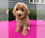 Small Photo #1 Goldendoodle-Poodle (Standard) Mix Puppy For Sale in RICHMOND, IL, USA