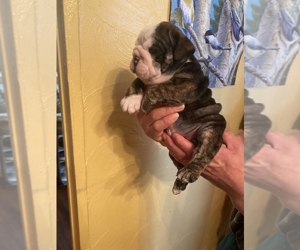 Medium Photo #7 English Bulldog Puppy For Sale in CLEVELAND, NC, USA