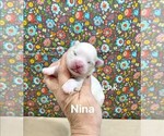 Image preview for Ad Listing. Nickname: Tiny Nina