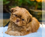 Small Photo #11 Shih Tzu Puppy For Sale in BUFORD, GA, USA