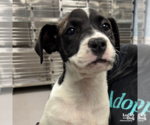Small #1 Labrador Retriever Mix