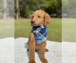 Small Photo #9 Goldendoodle Puppy For Sale in FROSTPROOF, FL, USA