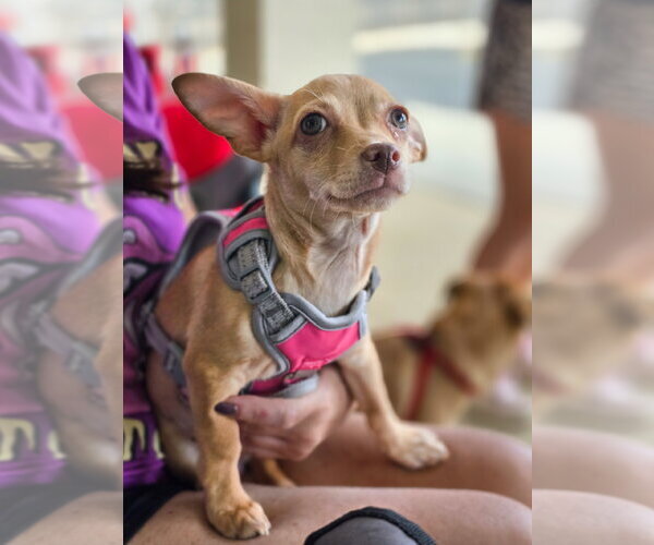 Medium Photo #1 Chihuahua-Unknown Mix Puppy For Sale in Morganville, NJ, USA