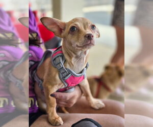 Chihuahua-Unknown Mix Dogs for adoption in Morganville, NJ, USA