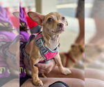 Tory - Female Chihuahua-Unknown Mix Dog for Adoption - Small photo
