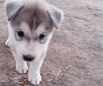 Puppy 0 Siberian Husky-Timber Wolf Mix