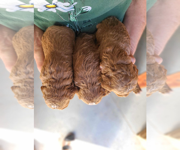 Medium Photo #6 Poodle (Standard) Puppy For Sale in WAGENER, SC, USA