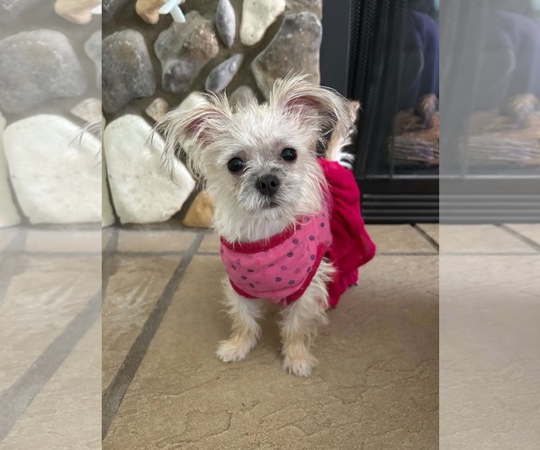 Medium Photo #4 Chihuahua-Unknown Mix Puppy For Sale in Escondido, CA, USA