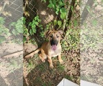 Small Shepradors