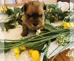 Puppy 3 Shorkie Tzu