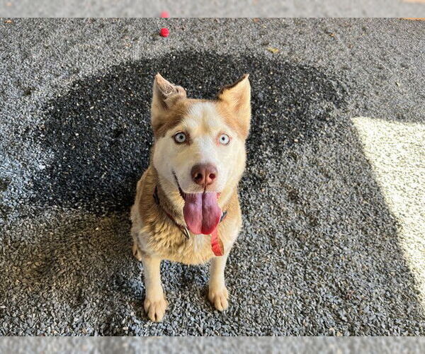 Medium Photo #3 Siberian Husky-Unknown Mix Puppy For Sale in Moreno Valley, CA, USA