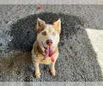 Small #2 Siberian Husky Mix