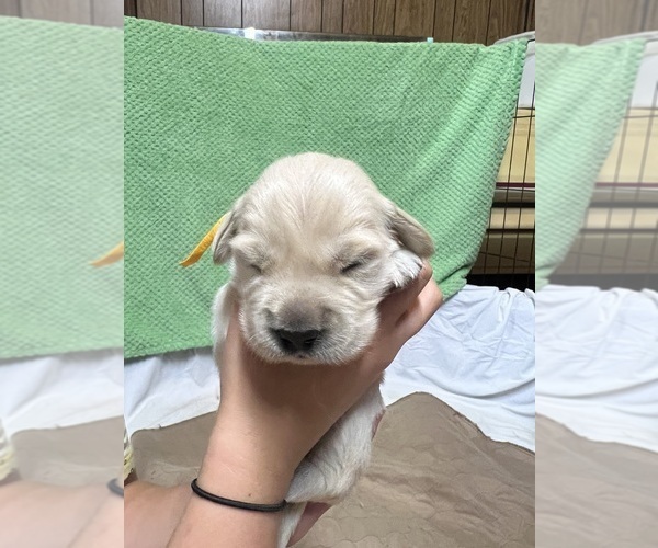 Medium Photo #11 Golden Retriever Puppy For Sale in BOILING SPGS, SC, USA