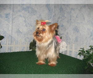 Mother of the Yorkshire Terrier puppies born on 12/12/2023