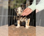Puppy 1 Catahoula Leopard Dog
