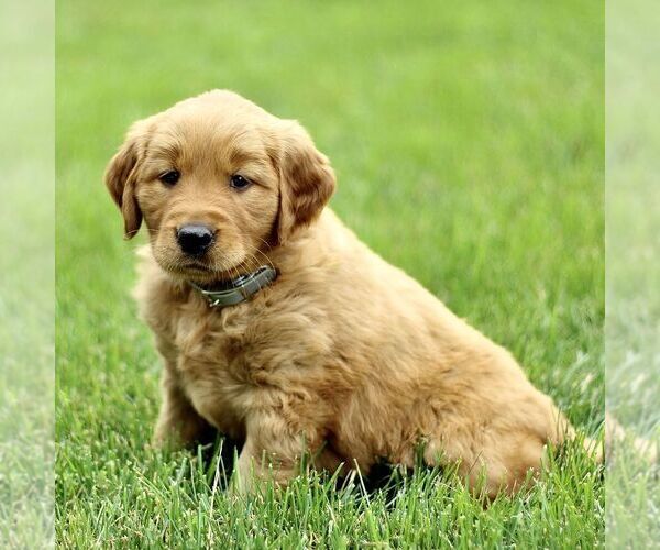 Medium Photo #1 Golden Retriever Puppy For Sale in KINZERS, PA, USA