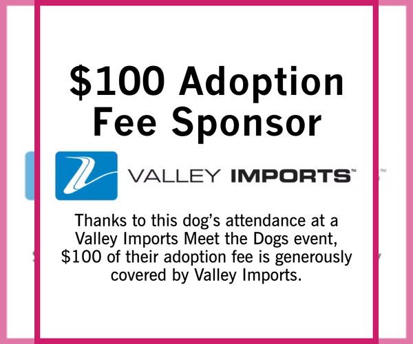 Medium Photo #6 Mutt Puppy For Sale in Fargo, ND, USA