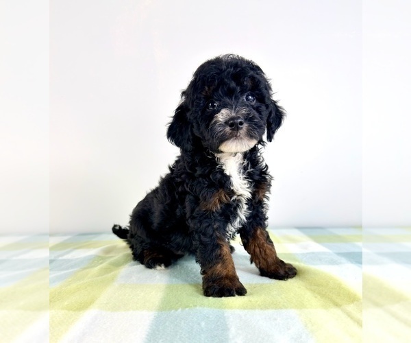 Medium Photo #3 Bernedoodle (Miniature) Puppy For Sale in GREENFIELD, IN, USA