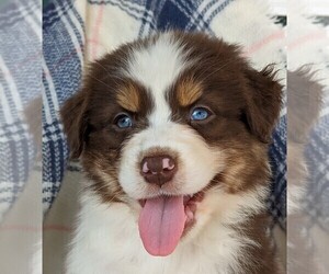 Medium Australian Shepherd